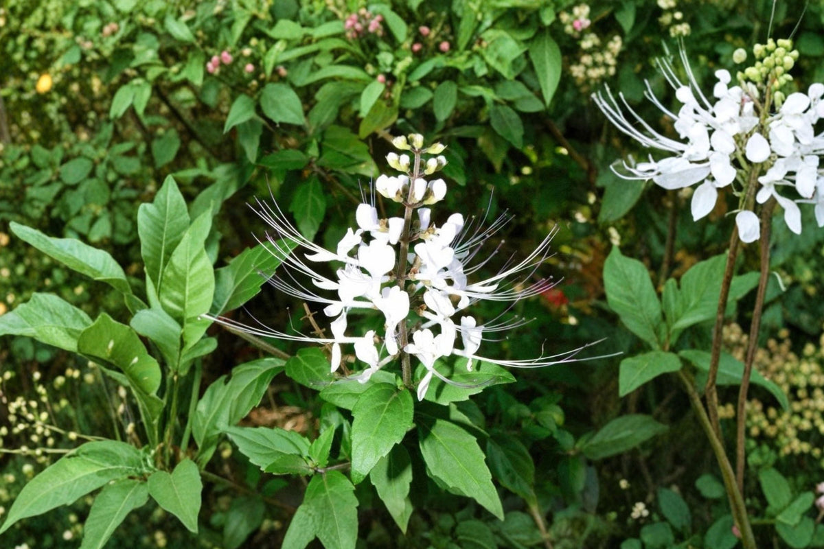Orthosiphon aristatus (White Cat Whiskers) Starter Plants – 4–6 inch, 2 Live Plants
