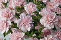 Blushing Bride Rose of Sharon Live Plant - Hibiscus syriacus, Pink Double Flowers, 1 Quart Pot