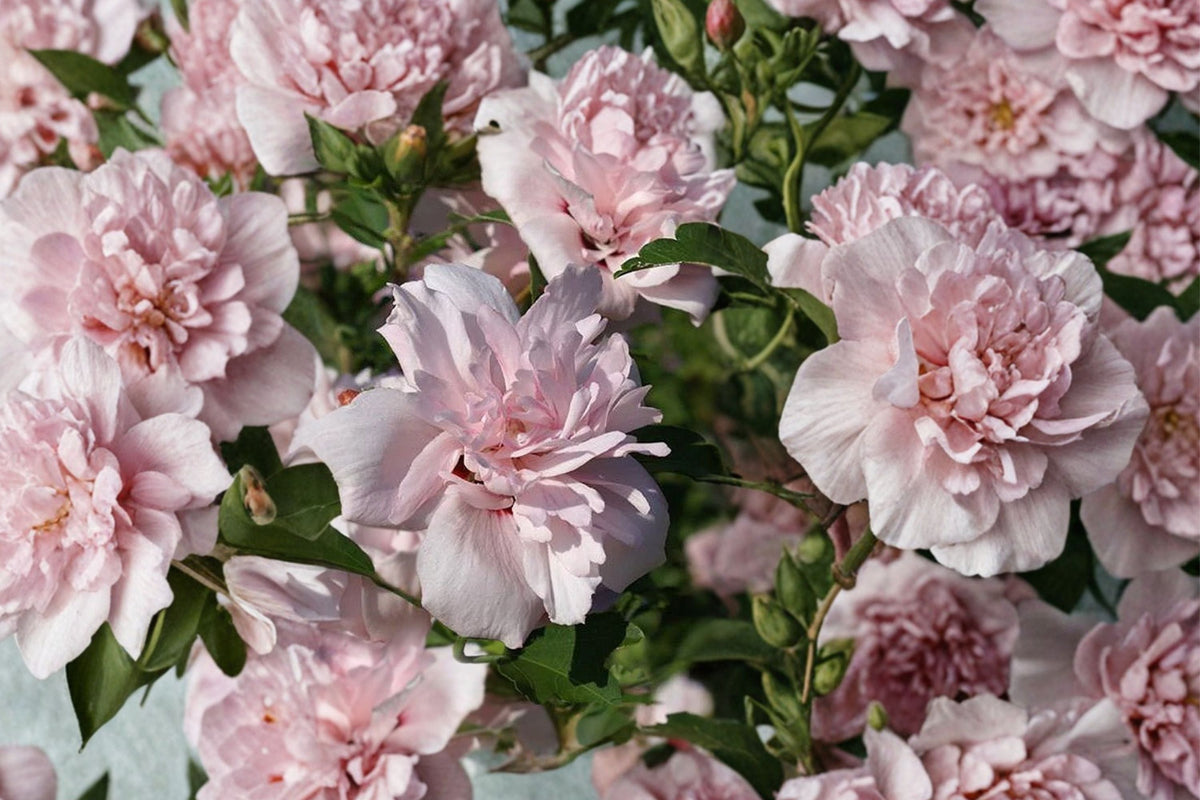 Blushing Bride Rose of Sharon Live Plant - Hibiscus syriacus, Pink Double Flowers, 1 Quart Pot