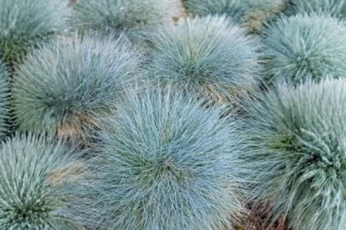 Elijah Blue Fescue Live Plant (Festuca glauca) – Starter Drought-Tolerant Ornamental Grass