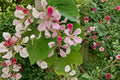 Bauhinia Orchid Tree Live Plant - 4-Inch Cell Starter