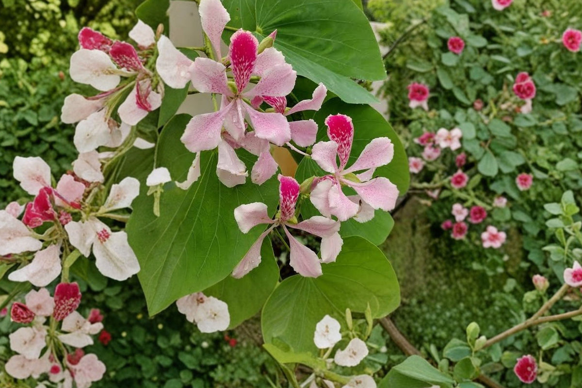 Bauhinia Orchid Tree Live Plant - 4-Inch Cell Starter