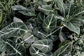 Black Velvet Alocasia (Alocasia reginula) Live Plant - 4–6 Inch Tall, No Pot