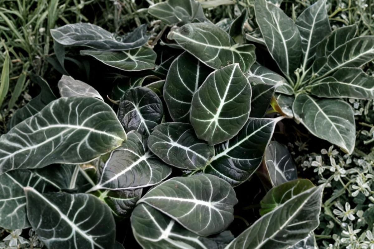 Black Velvet Alocasia (Alocasia reginula) Live Plant - 4–6 Inch Tall, No Pot