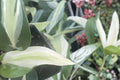 Philodendron Silver Stripe - Rooted Live Plant (2" Pot) Variegated Trailing Aroid