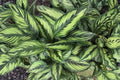 Calathea Beauty Star Live Plant - 4" Pot | Prayer Plant with Striped Tropical Foliage