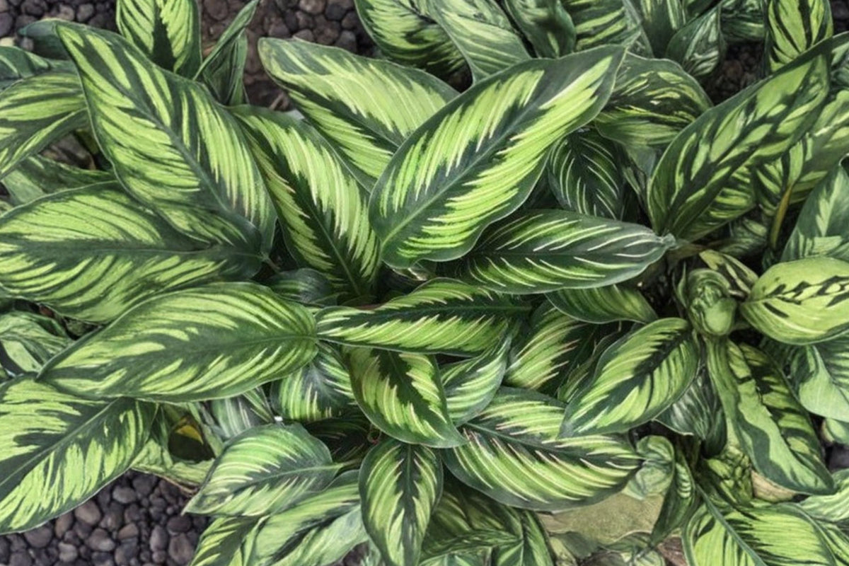 Calathea Beauty Star Live Plant - 4" Pot | Prayer Plant with Striped Tropical Foliage