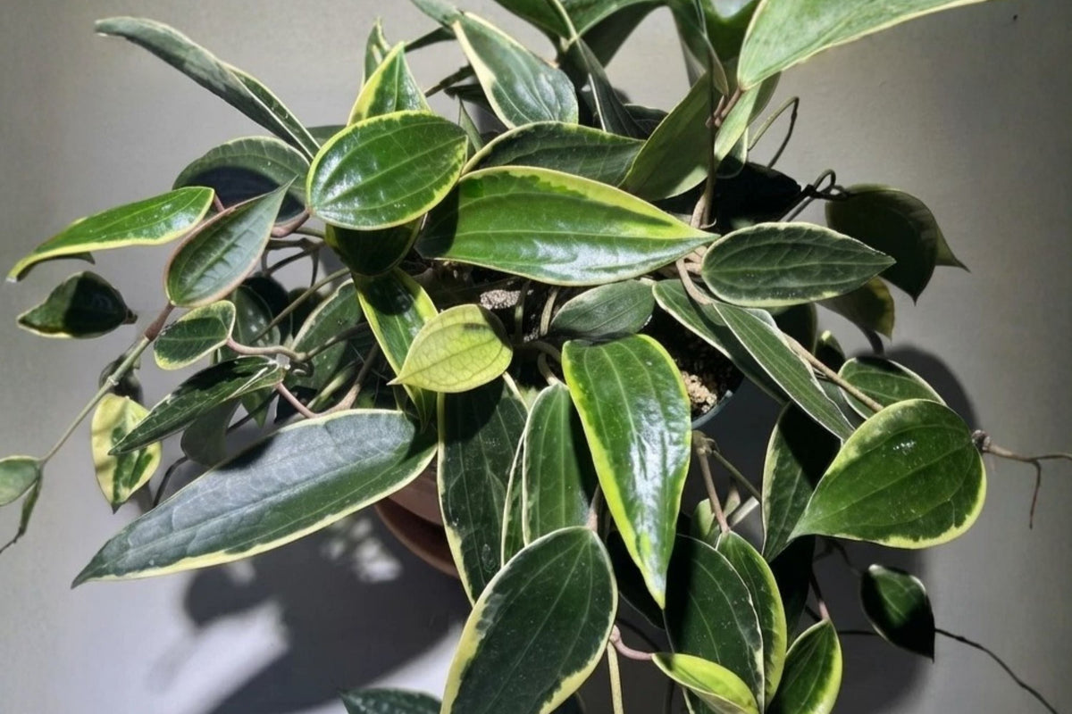 Hoya latifolia Albomarginata Live Plant - 3" Pot, Variegated Hoya Collector Tropical Houseplant