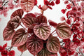 Peperomia Quito Live Plant - 4-Inch Pot with Bronze Red Foliage