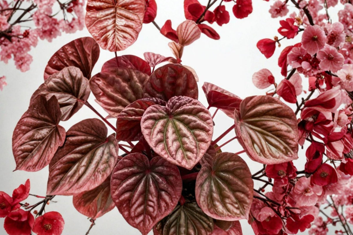 Peperomia Quito Live Plant - 4-Inch Pot with Bronze Red Foliage