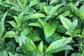 Longevity Spinach Live Plant (Gynura procumbens) Starter - Tropical Leafy Green