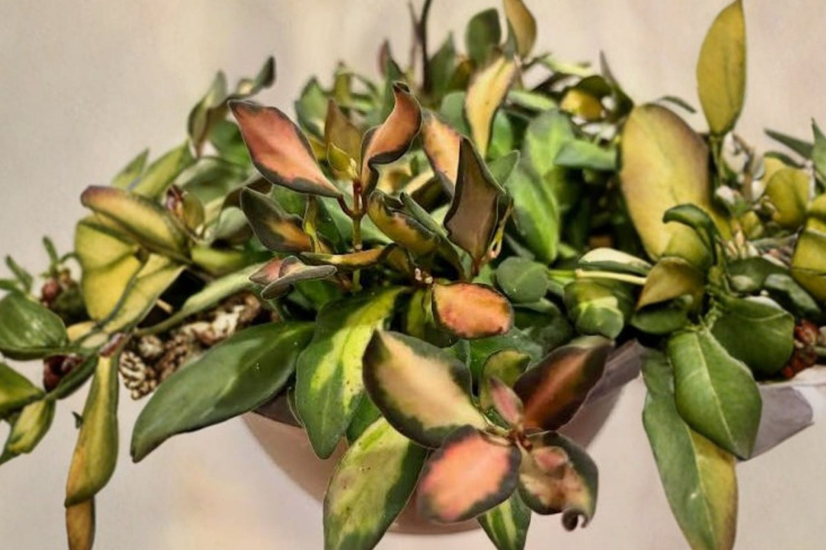 Hoya Burtoniae Sea Stones Live Rooted Starter Plant - Trailing Wax Plant