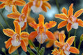 Myrmecatavola Tiger Lily Orchid Live Plant – Blooming Size, 4-Inch Pot