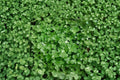 Nettle Baby Tears Pilea depressa - Trailing Tropical Houseplant in 4" Pot