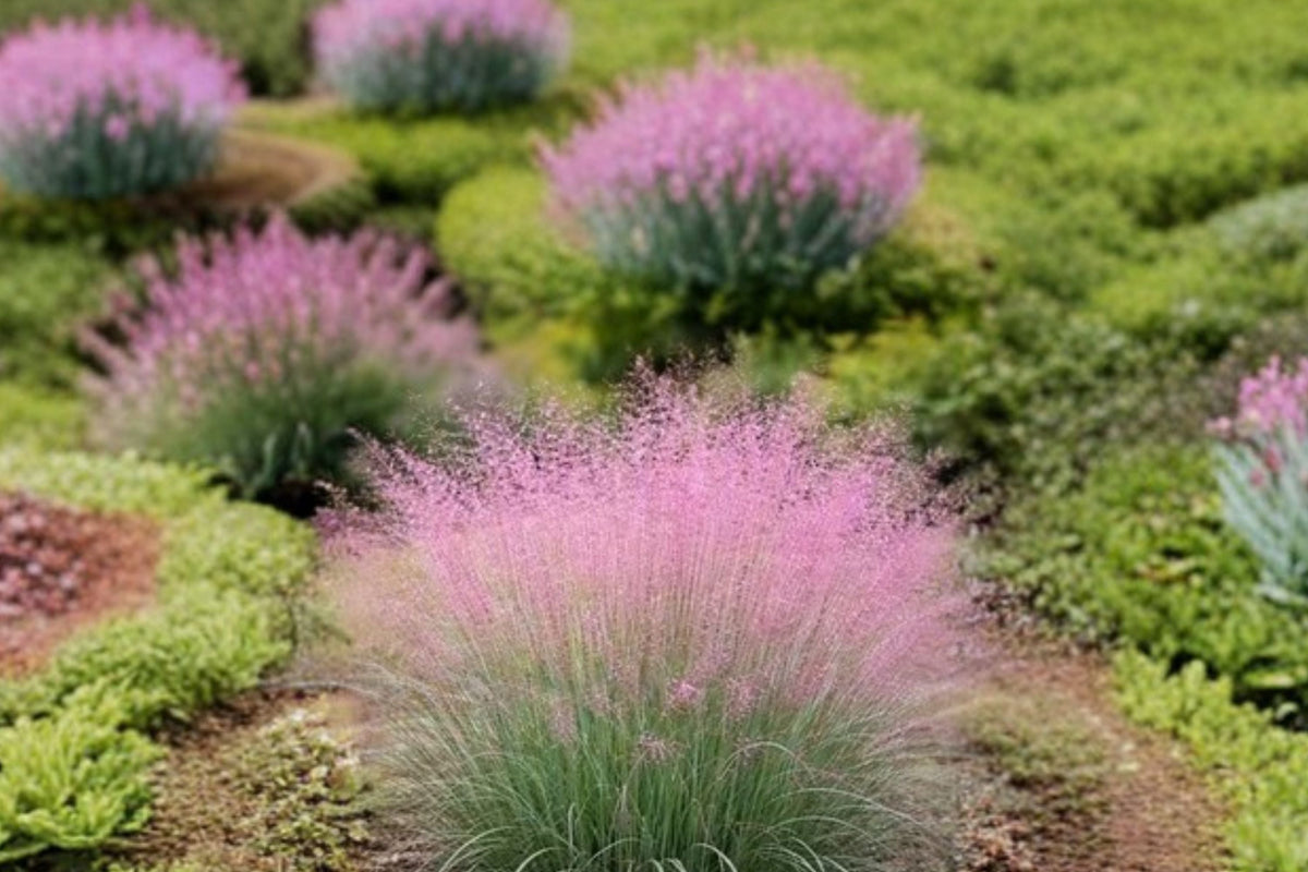 Pink Muhly Grass Live Plant - Muhlenbergia capillaris (Pink Ornamental Grass) Starter Plant