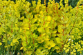 Golden Aurea Barberry Live Plant - Berberis thunbergii Aurea, 2.5 Quart Pot