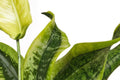 Sansevieria Snake Twist Live Plant - Twisted Snake Plant, 4-Inch Pot