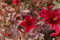 2 Cranberry Hibiscus Live Plants Hibiscus acetosella Burgundy Red Foliage Ornamental Tropical Shrub