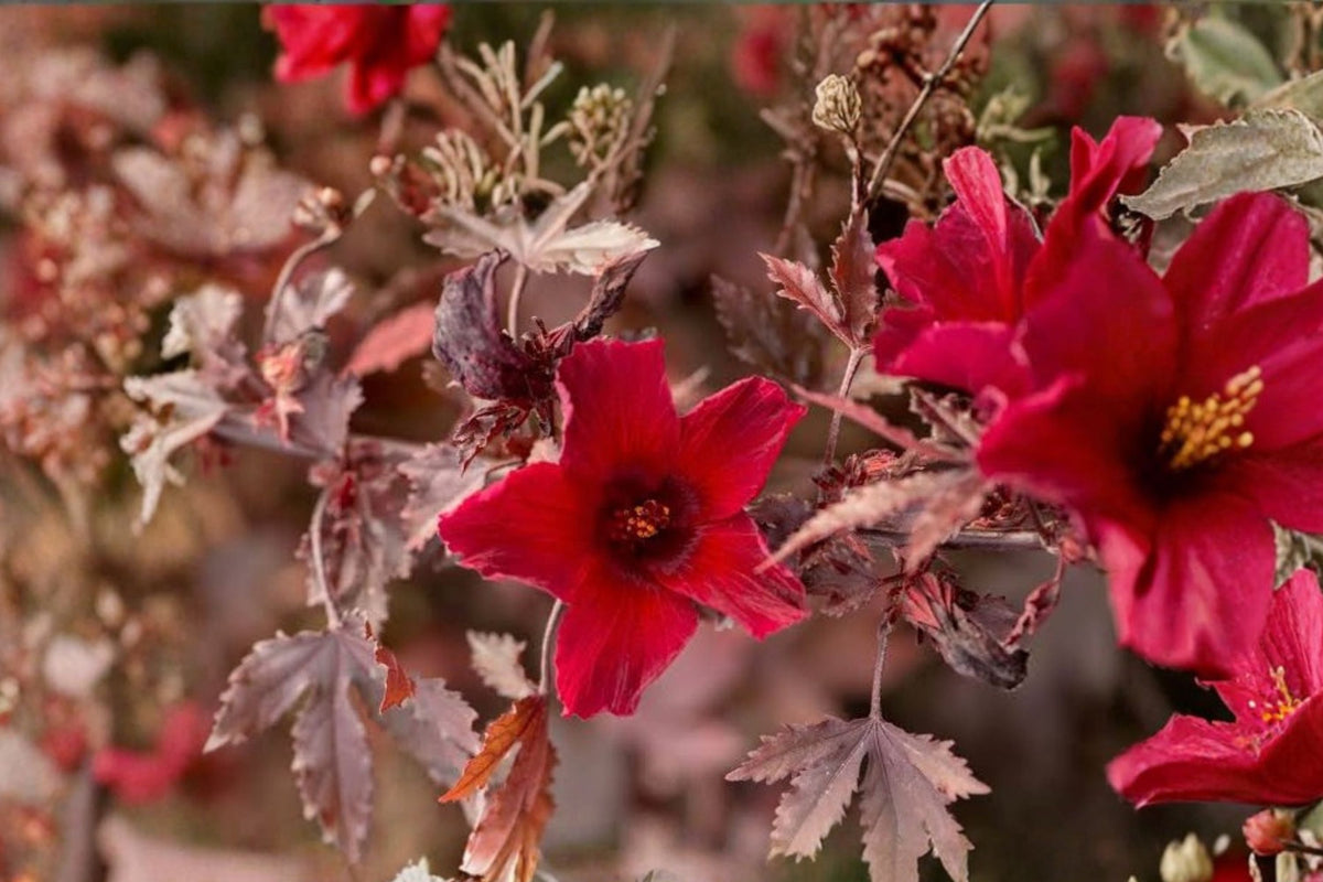 2 Cranberry Hibiscus Live Plants Hibiscus acetosella Burgundy Red Foliage Ornamental Tropical Shrub