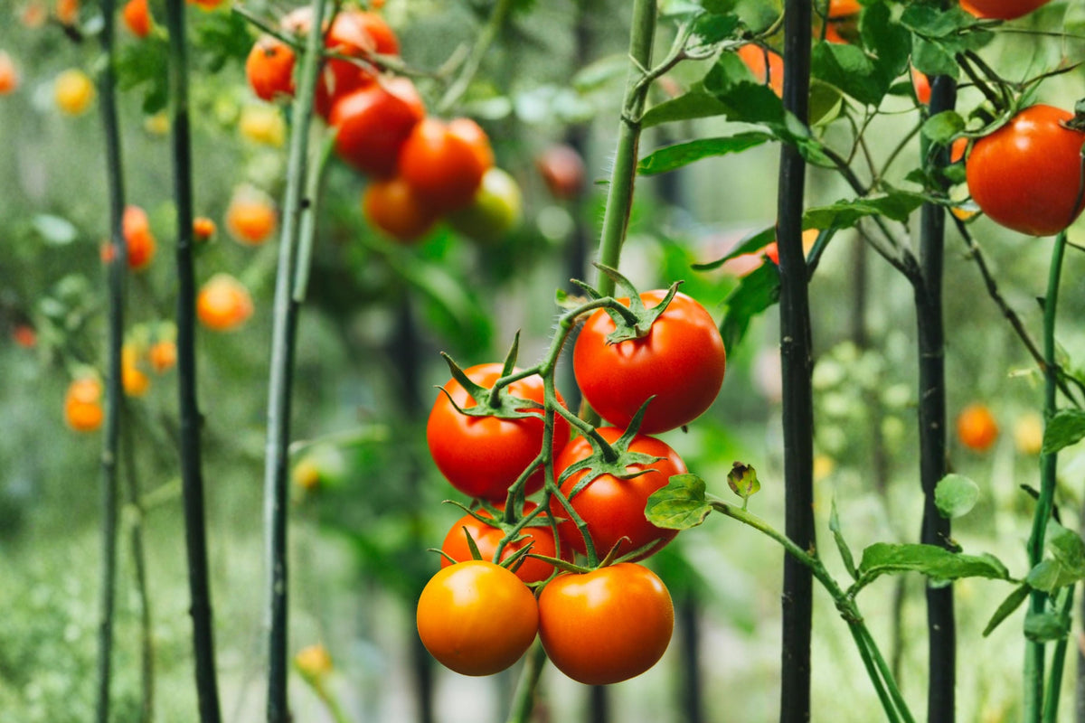 2 Heirloom Tomato Live Plants - 2-4 inch Starter Plants for Vegetable Garden