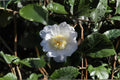 Winter's Snowman Camellia Live Starter Plant – Camellia japonica