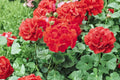 6 Red Geranium Cuttings (6-Inch) – Fresh Fragrant Geranium for Propagation