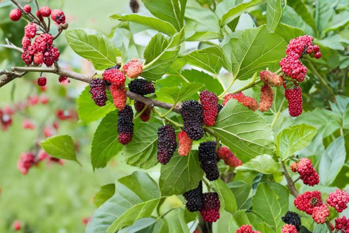 Black Mulberry Cuttings - 20+ Fresh Live Mulberry Cuttings for Rooting or Grafting