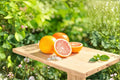 Grapefruit Tree Live Plant - Fruiting Citrus, 2-3 ft Tall, Potted Grapefruit Plant