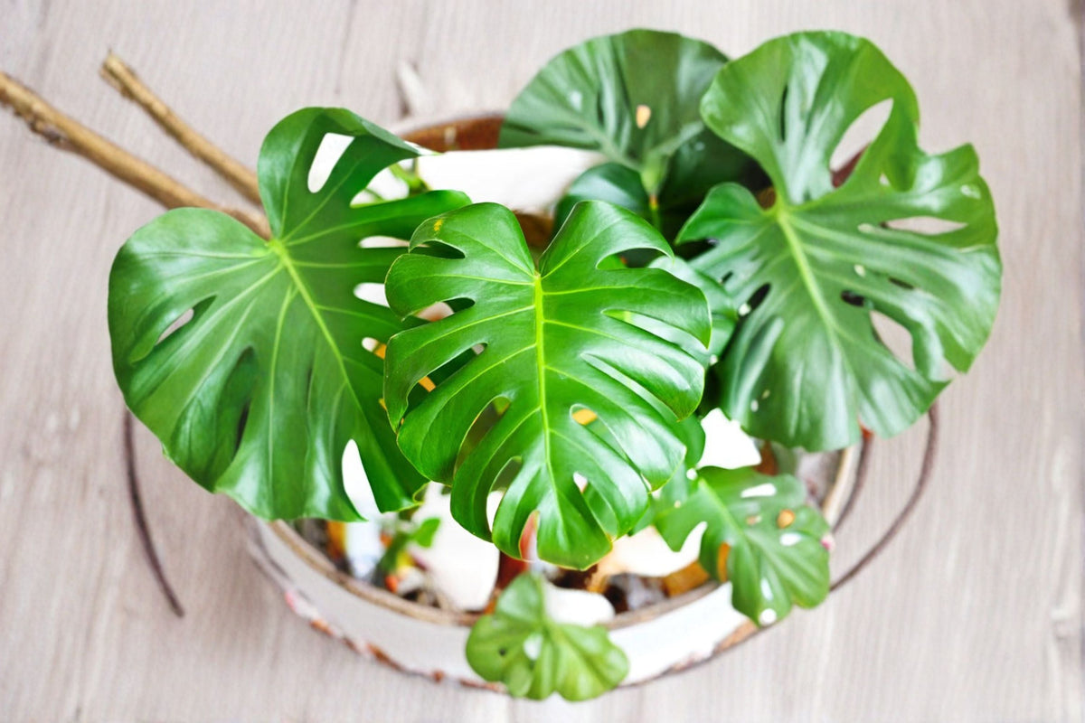 Monstera Swiss Cheese Plant Cutting | Live Cutting for Indoor Propagation