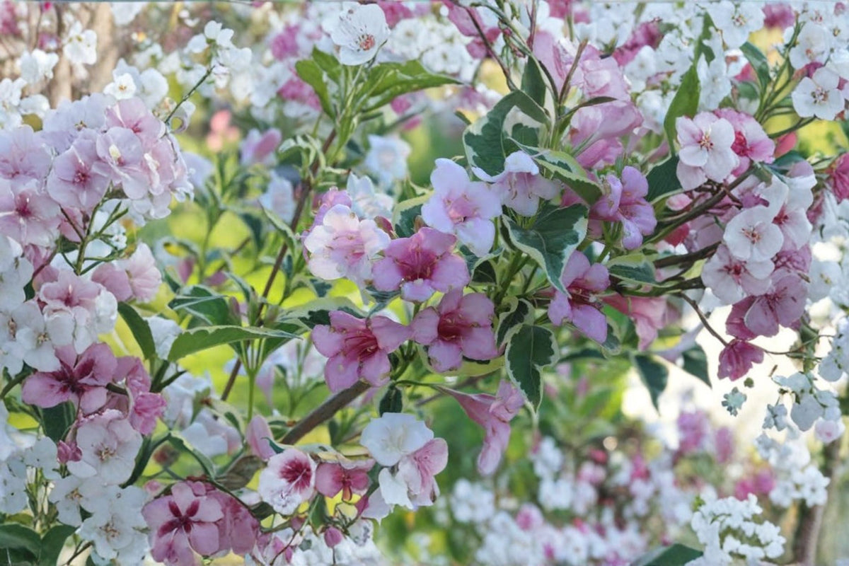 Variegated Weigela Florida 'Variegata' - Pink Flowering Shrub, 4-Inch Starter Live Plant