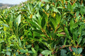 Sweet Bay Laurel Cuttings - Laurus nobilis, 6-8 inch, 5 live bay tree cuttings