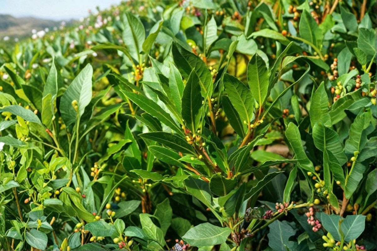 Sweet Bay Laurel Cuttings - Laurus nobilis, 6-8 inch, 5 live bay tree cuttings