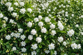 Jasmine Plant Live Starter | Jasminum Climbing Shrub - Fragrant Evergreen Outdoor Vine