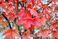 Brandywine Maple Live Plant | Deciduous Shade Tree in Quart Pot (Zones 4-8)
