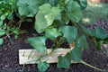 Sweet Potato Live Plant - 8-Inch Potted Starter Plant - Edible Garden