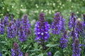 Salvia Plants - 3 Live Perennial Sage Starter Plants (4-8"), Purple/Blue Blooms