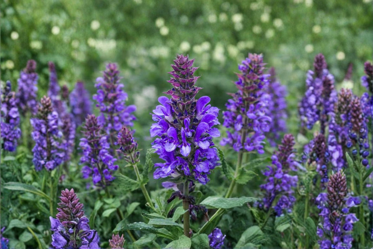 Salvia Plants - 3 Live Perennial Sage Starter Plants (4-8"), Purple/Blue Blooms