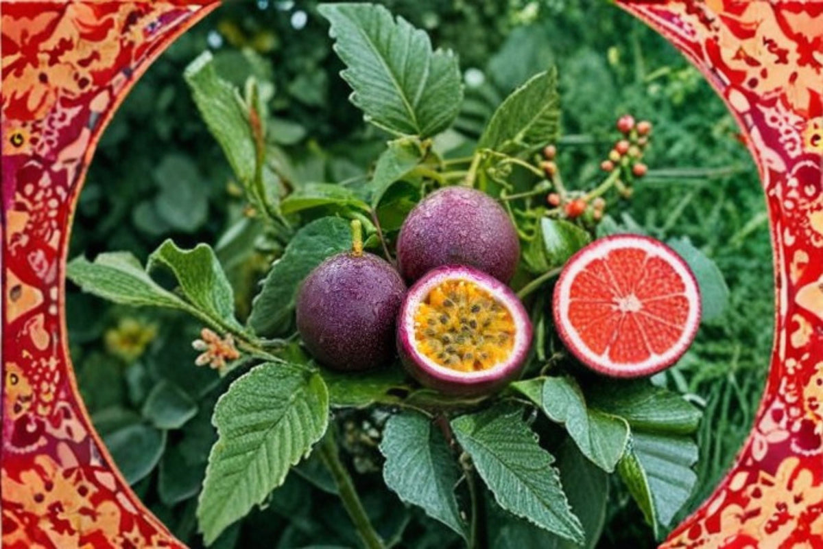 Purple Passionfruit Live Plant – 4–6" Tall, Rooted Passiflora edulis var. edulis
