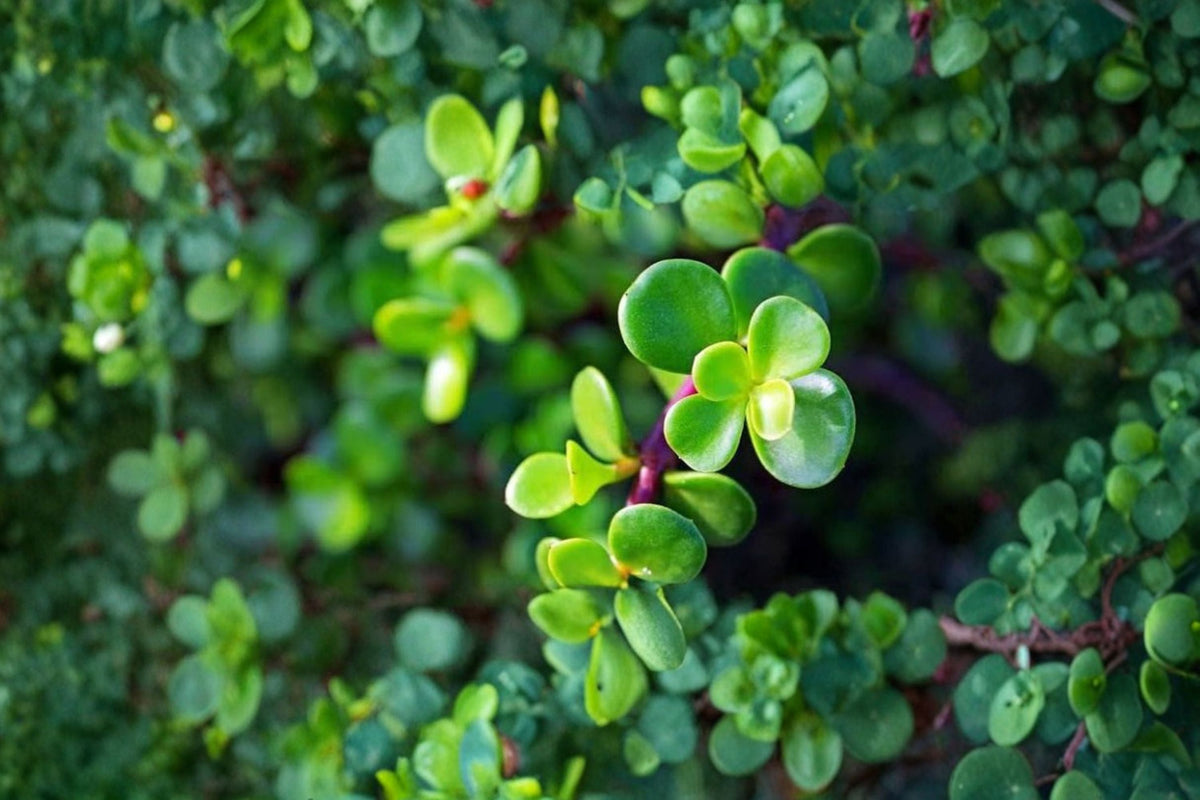 10 Miniature Jade Cuttings (Portulacaria afra) - Elephant Bush Live Unrooted Cuttings