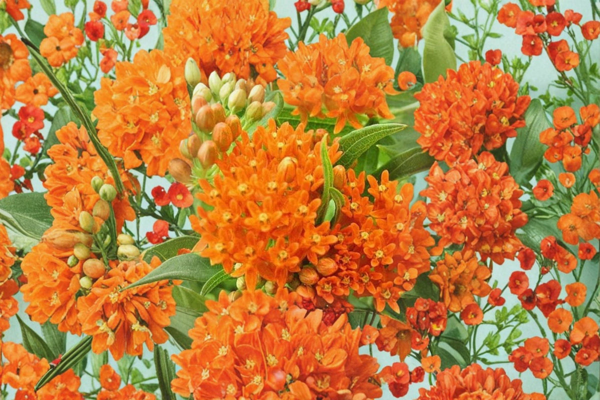 Orange Milkweed Live Plants — Swamp Milkweed Starter Plants (4) 3-8 Inch