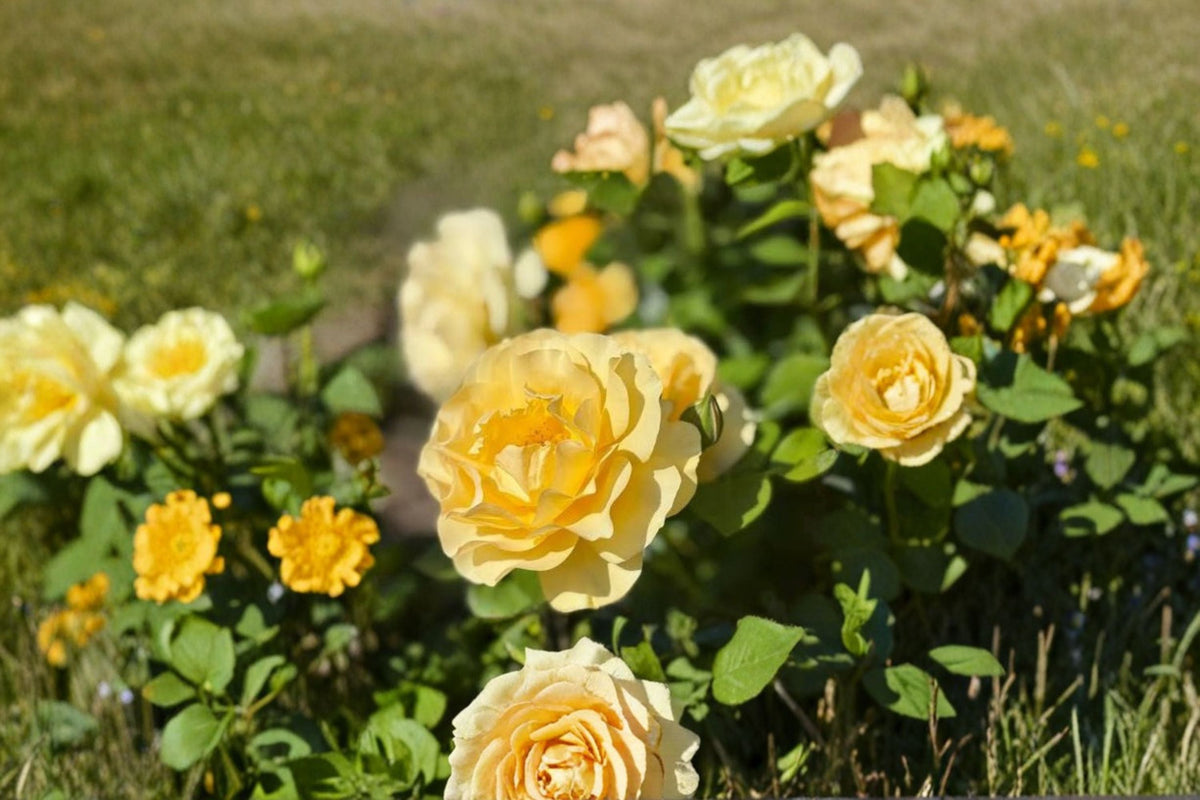 Julia Child Rose Live Plant - Rooted Yellow Floribunda Rose, Fragrant Golden Yellow 6-Inch Rose Bush