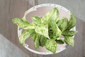 Marble Queen Pothos Cuttings - 2 Fresh Variegated Epipremnum aureum Live Plant Cuttings