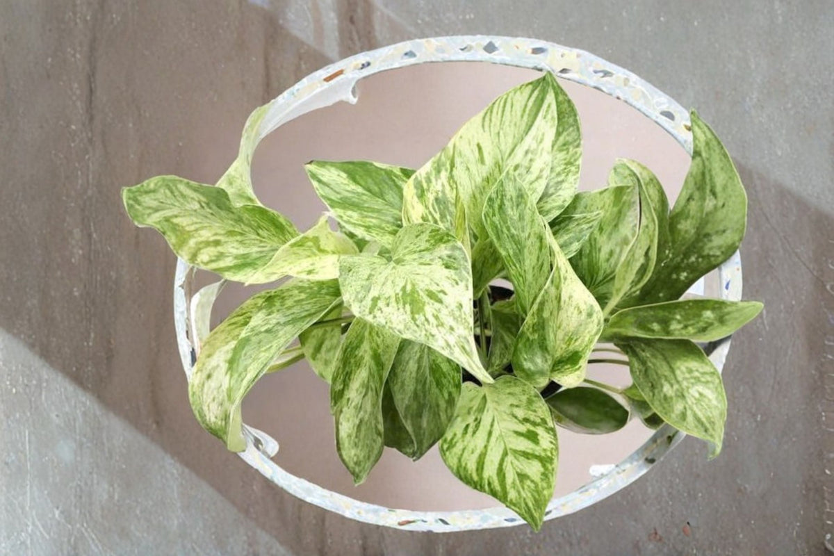 Marble Queen Pothos Cuttings - 2 Fresh Variegated Epipremnum aureum Live Plant Cuttings