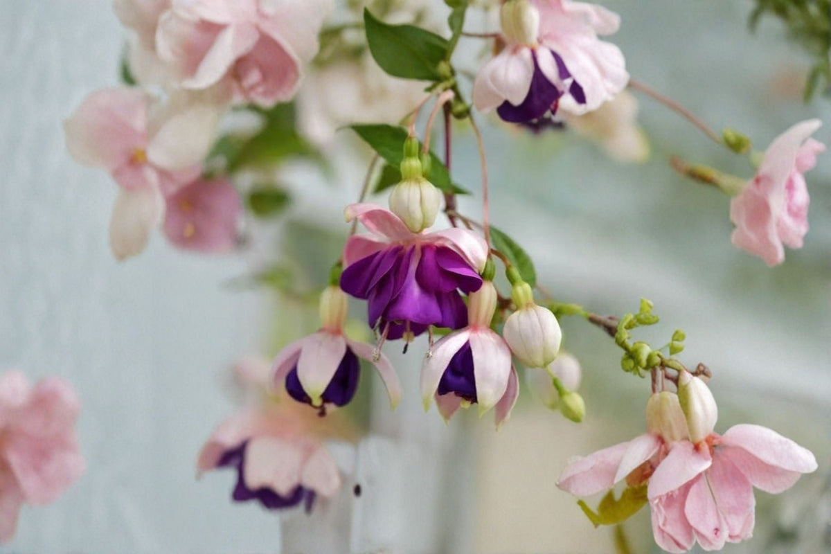 Lena Fuchsia Live Plant (Fuchsia 'Lena') - 5" Pot | Ornamental Fuchsia for Patio