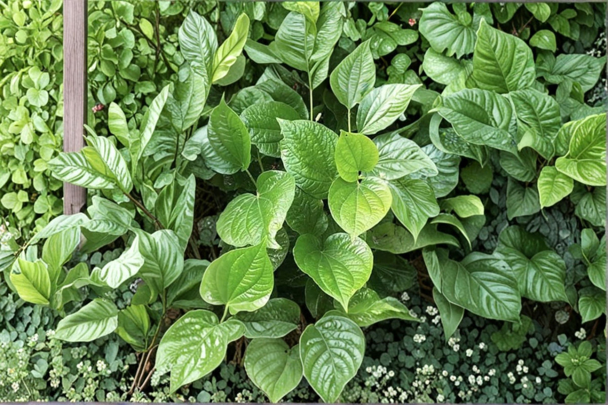 Lolot (Vietnamese Pepper Leaf) Live Plants - 3 Plant Set