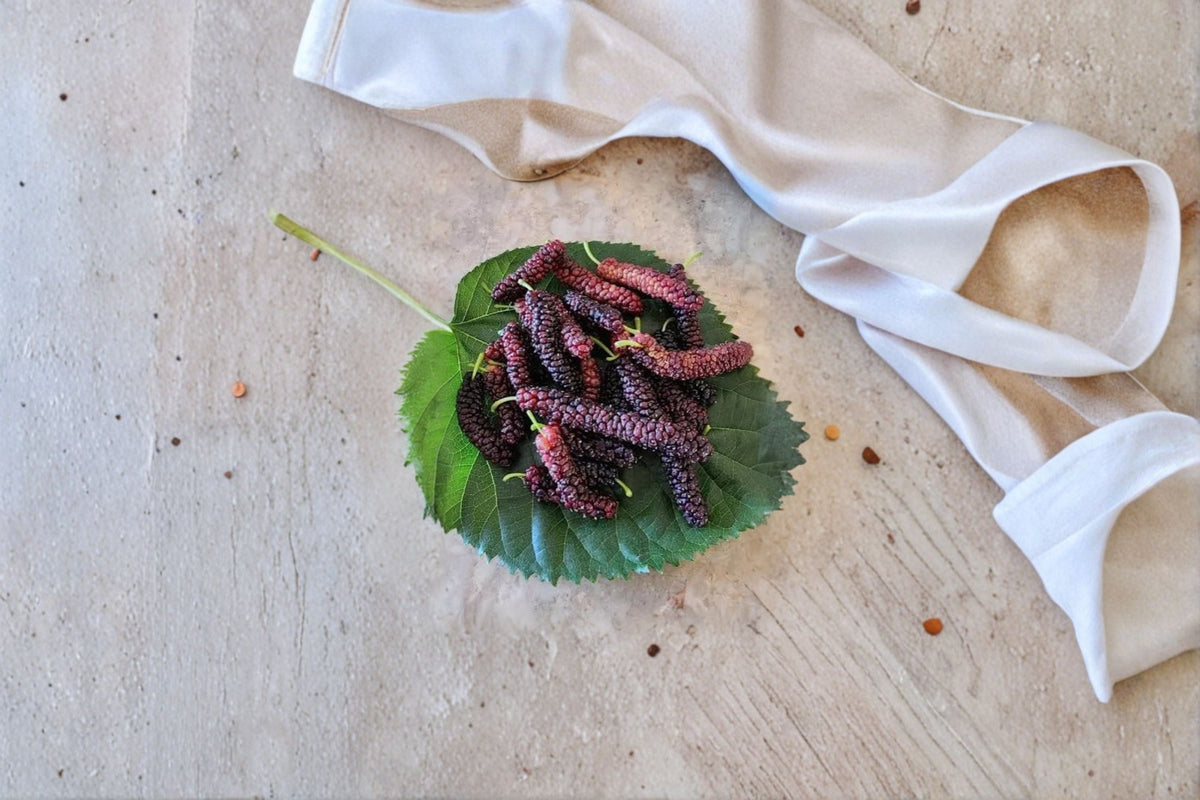 Pakistani Mulberry Cuttings - 10 Fresh Unrooted Cuttings for Plant Propagation