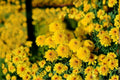 Yellow Chrysanthemum Live Plant | Garden Mum Starter Plant