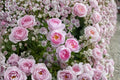Ausland Rose Cuttings - 3 Fresh Unrooted 6-Inch Rose Cuttings for Propagation