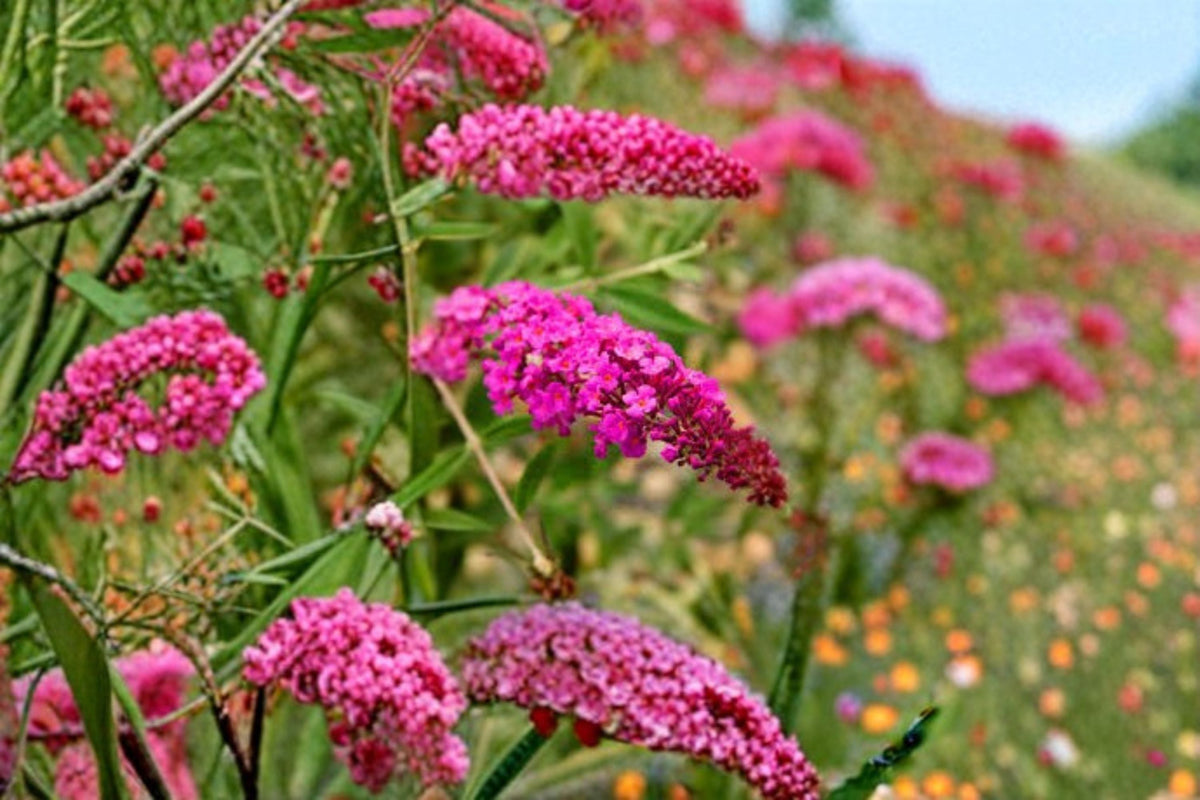 Dark Pink Butterfly Bush Live Plant | Buddleia Butterfly Bush Starter 4-8 Inch