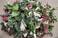 Variegated Alocasia Frydek Live Plant - Alocasia micholitziana 'Frydek' 4-Inch Pot
